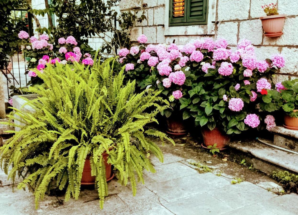 Apartments Sensa Ντουμπρόβνικ Εξωτερικό φωτογραφία